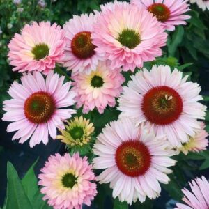 Echinacea 'Sunseekers Salmon' Coneflower - Starter Plant - Dormant