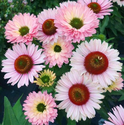 Echinacea 'Sunseekers Salmon' Coneflower - Starter Plant - Dormant