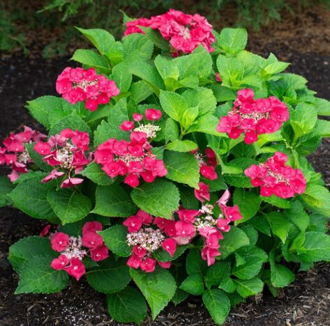 Hydrangea 'Cherry Explosion' - Starter Plant - 4-6 Inch - Dormant