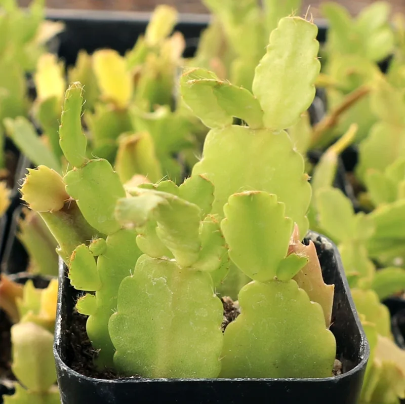 Schlumbergera Truncata Thanksgiving Cactus Succulent Live Plant 4" Bare Roots