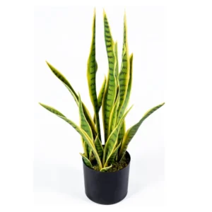 Sansevieria Yellow Snake Plant Live Plant 6