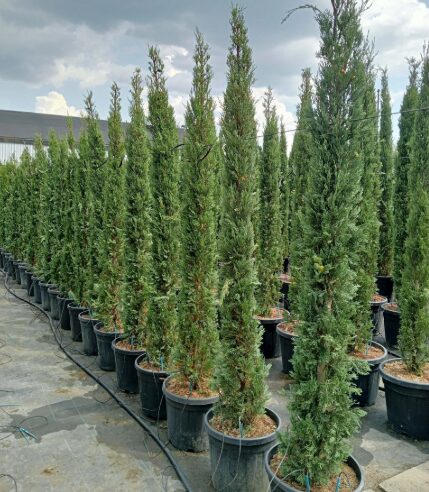 Italian Cypress - Cupressus Sempervirens Stricta - 10-14 Inch Starter Plant