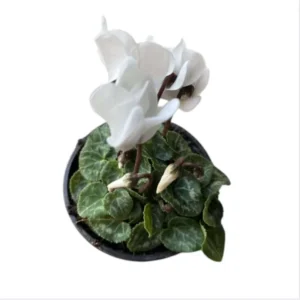 Cyclamen White Live Plant4