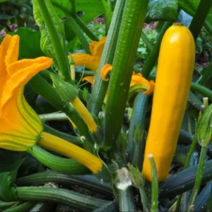 2 Yellow Zucchini Live Plants in 4