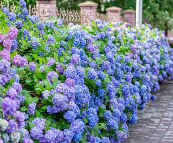 Hydrangea 'All Summer Beauty' Starter Plant - 5-7 Inch - Dormant