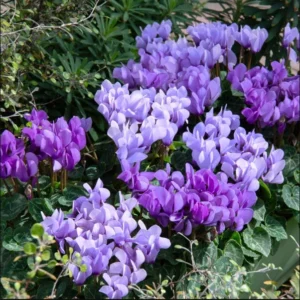 Cyclamen Dragon Blue Live Plant 4