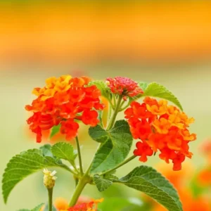 1 Pot-2 Lantana Bright Orange Plants Live for Planting 4