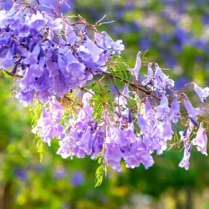 Jacaranda Tree Live Plant for Planting Jacaranda Mimosifolia 3