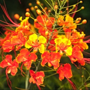 Red Bird of Paradise Starter Live Plant for Planting 8