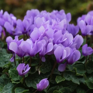 Cyclamen Dragon Blue Live Plant 4"Pot for Planting Annual Flowering House Plants