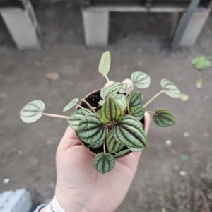 Peperomia Piccolo Banda Live Plant 2