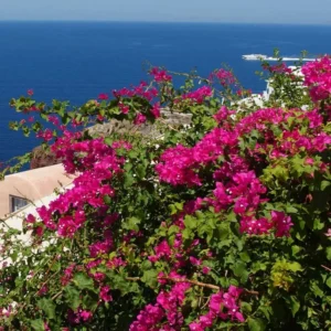 Pink Bougainvillea Live Starter Plant 4