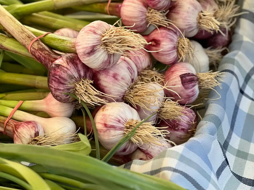freshly harvested garlic bulbs with dirt still clinging to their roots