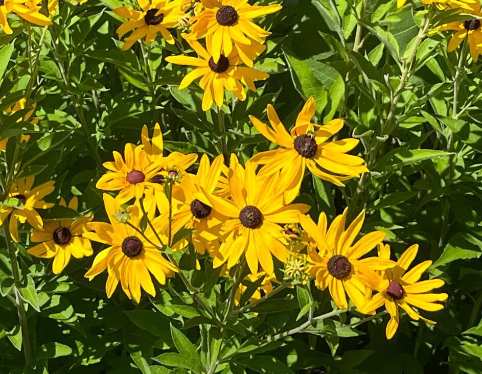 Sweet Coneflower - Perennial Starter Plant - 5-7 Inches - Rudbeckia