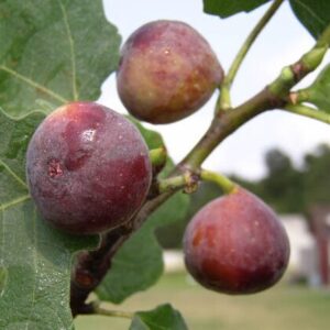Alternative view of Ficus Carica Celeste - Fig Tree Starter Plant - 8-16 Inch - Hardy