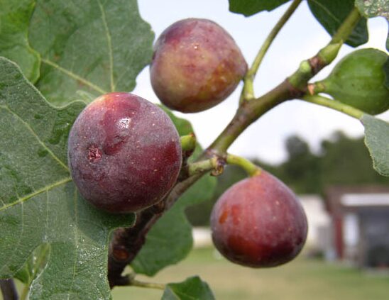 Ficus Carica Celeste - Fig Tree Starter Plant - 8-16 Inch - Hardy - Image 2