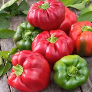 Sweet Pepper Plants - Live Heirloom Vegetable Plants - Ready to Plant
