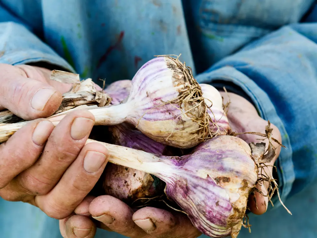 harvesting Garlic in Fall