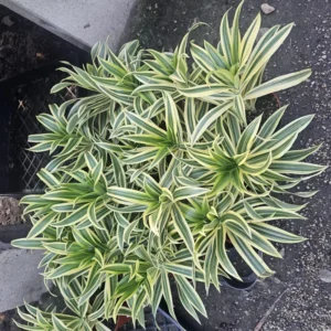 Dracaena Reflexa Song of India Succulent Live Plant - 4 Inch Pot - Home Garden Decor