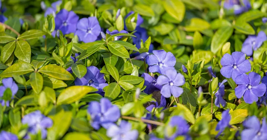 how to grow Vinca periwinkle
