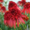 Echinacea 'Hot Papaya' Starter Plant - Double Coneflower -  Hardy Perennial