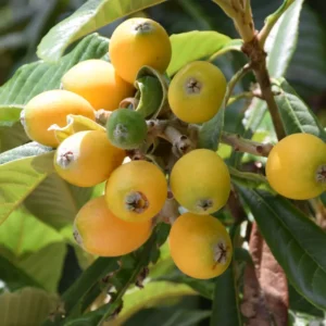 Yellow Loquat Tree Live Plant – Sweet Loquat Plant Golden Loquat Plant Japanese Plum Fruit 5-8 Inch Tall (1)
