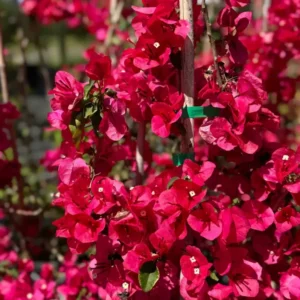 Red Bougainvillea Live Starter Plant 4