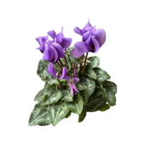 Cyclamen Dragon Blue Live Plant 4
