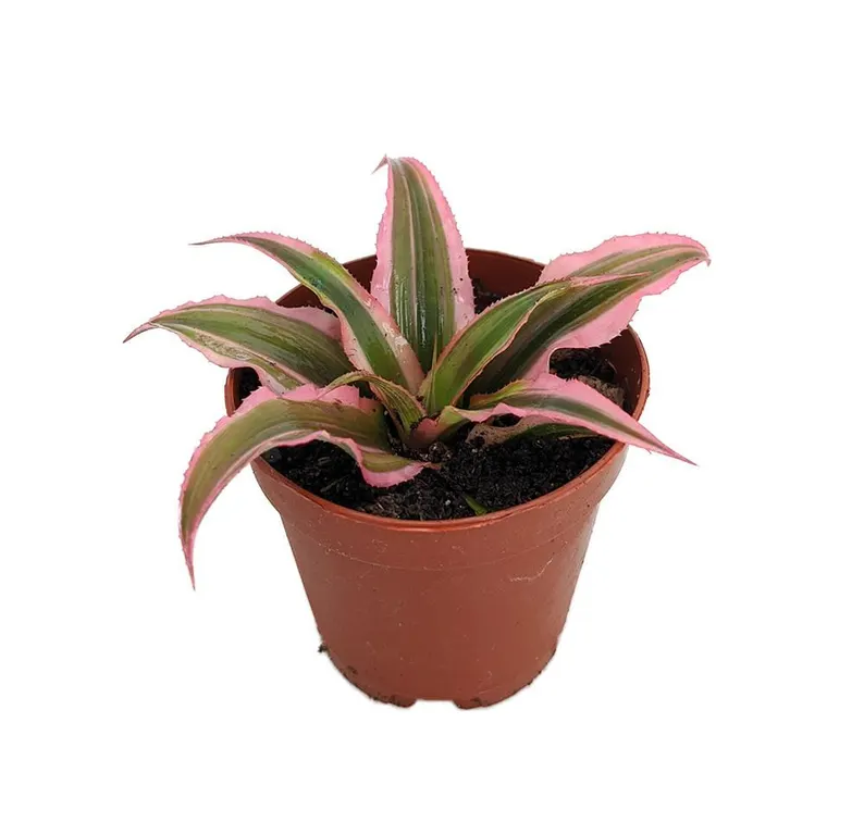 Pink Earth Star Plant Cryptanthus - 2 Inch Pot - Indoor Houseplant Easy Care