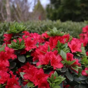 Azalea Red Live Plant for Planting 10"Tall 3"Pot Azalea Formosa Azalea Indica