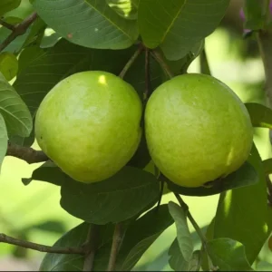 White Guava Tree Live Plant 4