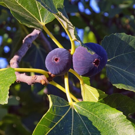 Ficus Carica 'LSU PURPLE' Fig - Starter Plant 7-10 Inch - Dormant - Image 2