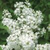 Syringa 'Betsy Ross' - Fragrant Lilac Starter Plant - 7-9 Inch - Dormant