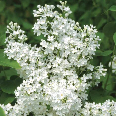 Syringa 'Betsy Ross' - Fragrant Lilac Starter Plant - 7-9 Inch - Dormant