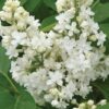Fragrant Lilac Shrub - SYRINGA 'FIALA REMEMBRANCE' - 5-7 Inch Starter Plant