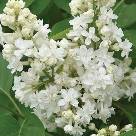 Fragrant Lilac Shrub - SYRINGA 'FIALA REMEMBRANCE' - 5-7 Inch Starter Plant