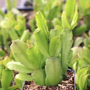 Schlumbergera x Buckleyi Christmas Cactus 2