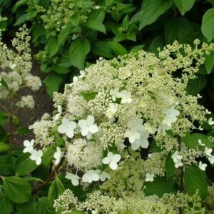 Hydrangea Paniculata Brussels Lace - Starter Plant - 7-10 Inch - Hardy Shrub