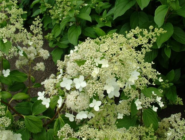 Hydrangea Paniculata Brussels Lace - Starter Plant - 7-10 Inch - Hardy Shrub