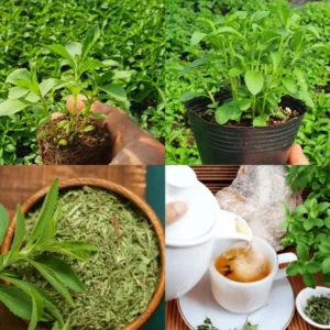 Set 2 Stevia Herb Plants Live for Planting 4"Tall 4"Pot Sweetleaf Herb Plant Sweet Stevia Mint Herb for Planting Indoor Outdoor (No Ship CA)