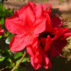 Azalea Red Live Plant for Planting 10