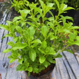 Set 2 Stevia Herb Plants Live for Planting 4