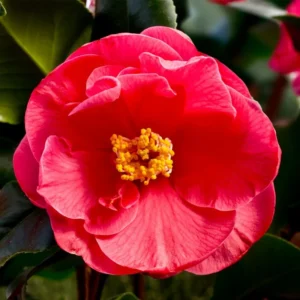 Red Camellia Japonica LIve Plant for Planting 4