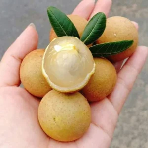 A Longan Live Fruit Plant Fruit Tree Tropical Plant for Garden 4