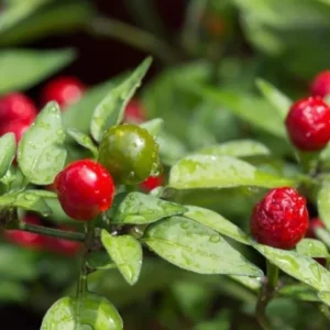 Chiltepin Pepper Plant - Live Plant 4