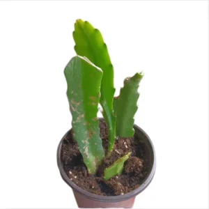 2 Live Red Epiphyllum Orchid Cactus Queen of the Night Succulent Plants, 4