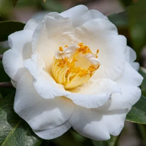White Camellia Japonica LIve Plant for Planting 4