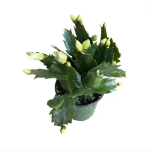 White Thanksgiving Cactus Live Plant 4