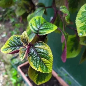 Set 2 Purple Swedish Ivy Plants Live for Planting 3-6