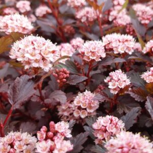 PHYSOCARPUS 'LITTLE JOKER' - Compact Shrub - 7-9 Inch Starter Plant
